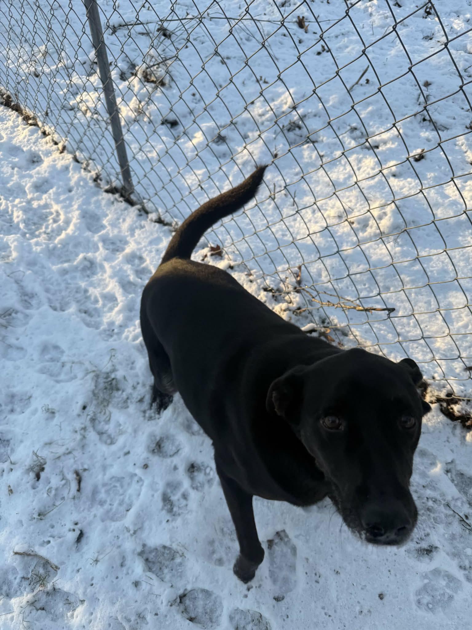 Mel, a ADOPTABLE Black Labrador Retriever in Chepachet, RI image 5/5