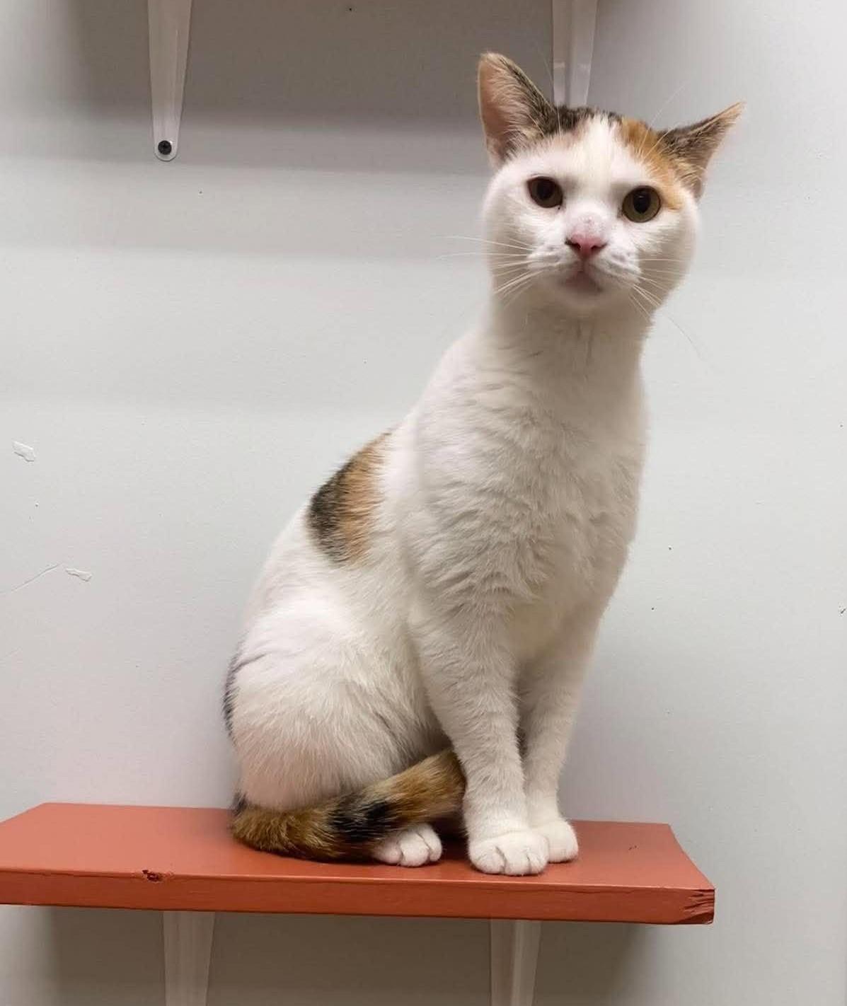 Enlarge Peaches, a Adoptable Domestic Short Hair in Maryville, MO image 1/1