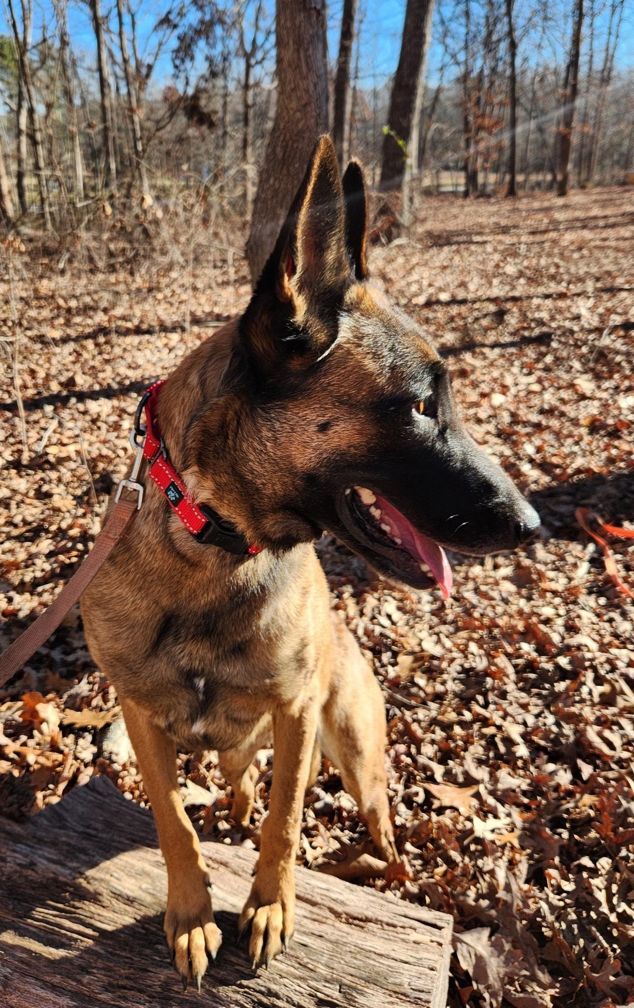 Remington, a ADOPTABLE Belgian Shepherd / Malinois in Pelzer, SC image 3/4