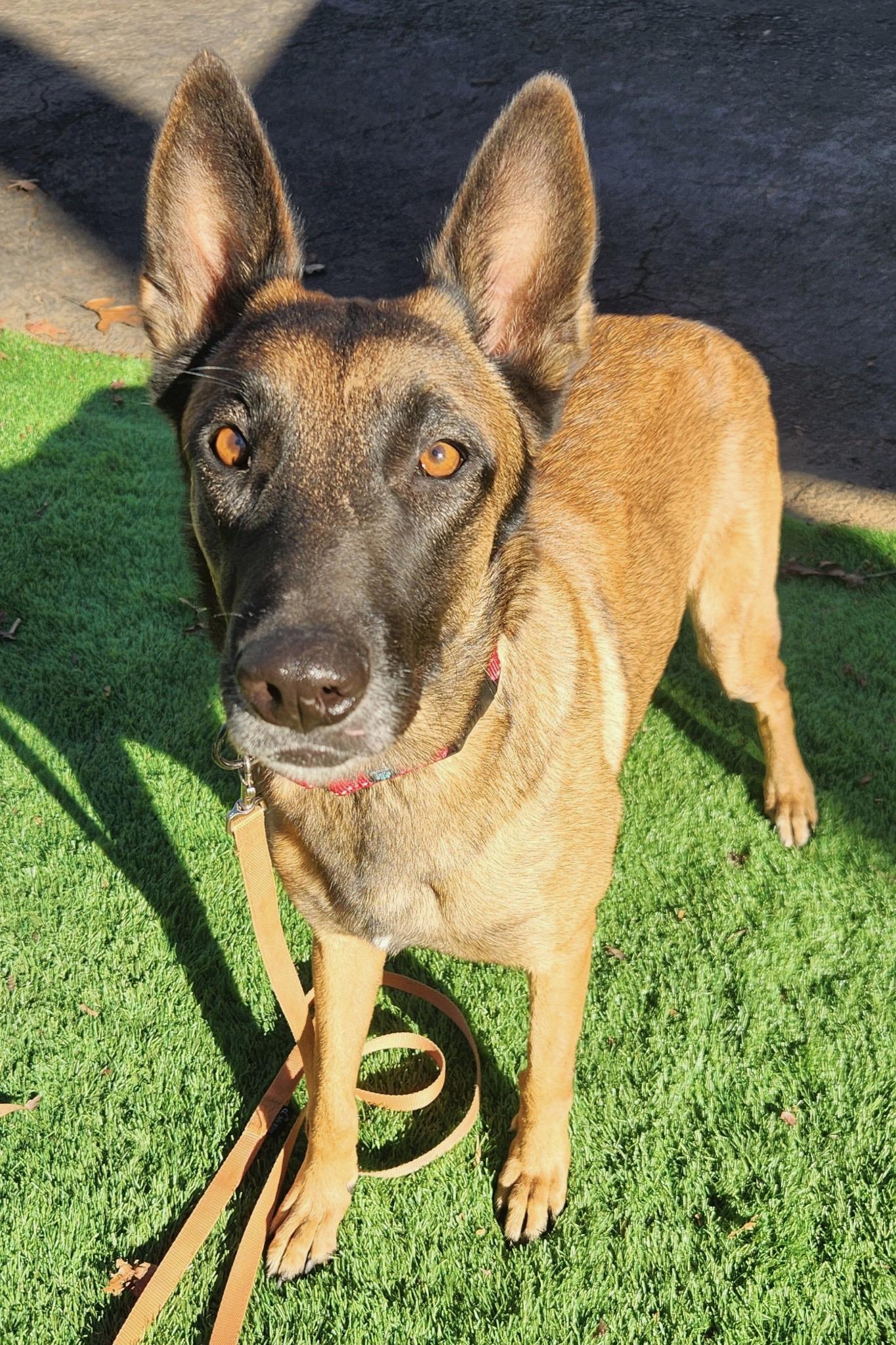 Remington, ADOPTABLE, Adult Male Belgian Shepherd / Malinois.