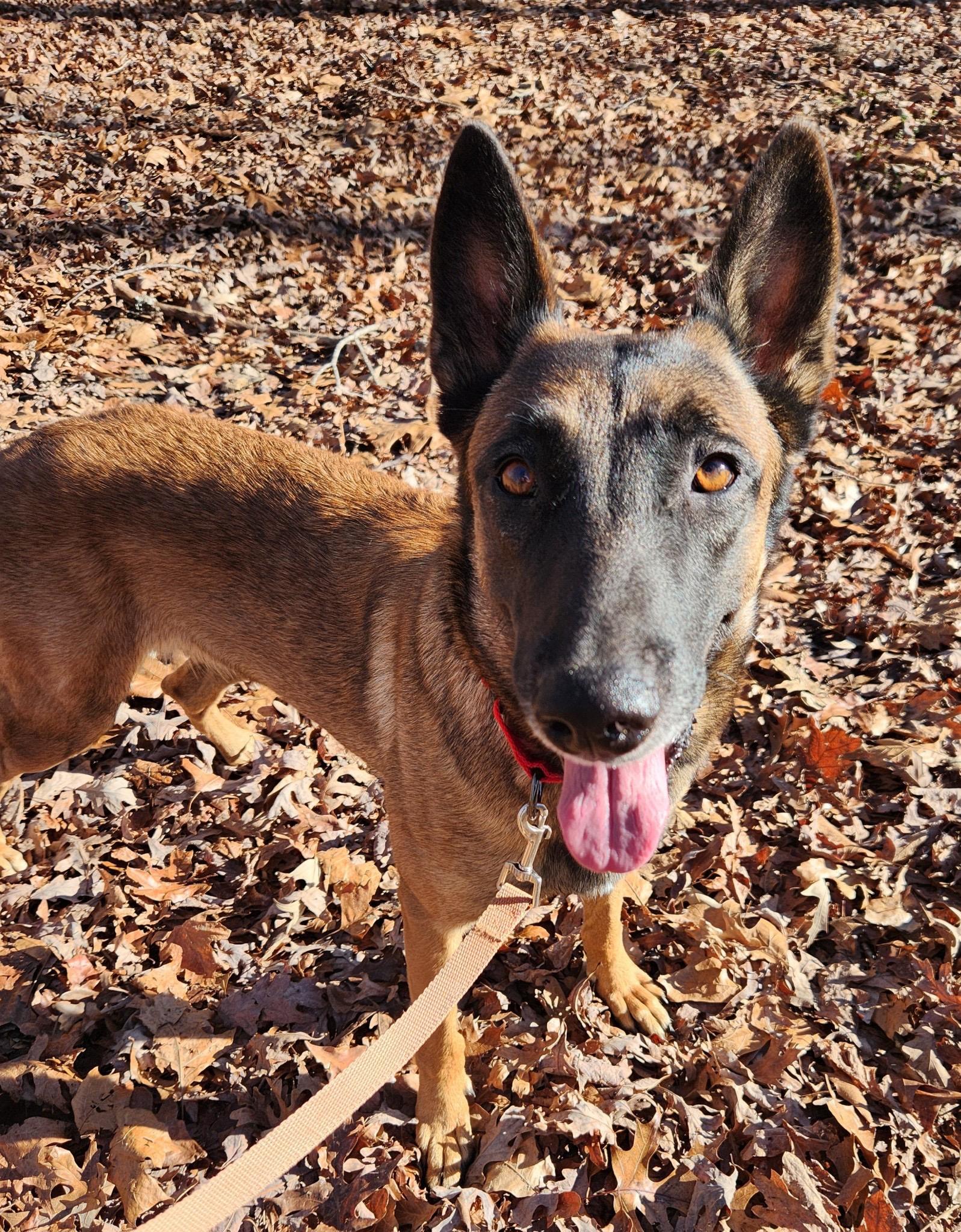 Remington, a ADOPTABLE Belgian Shepherd / Malinois in Pelzer, SC image 2/4