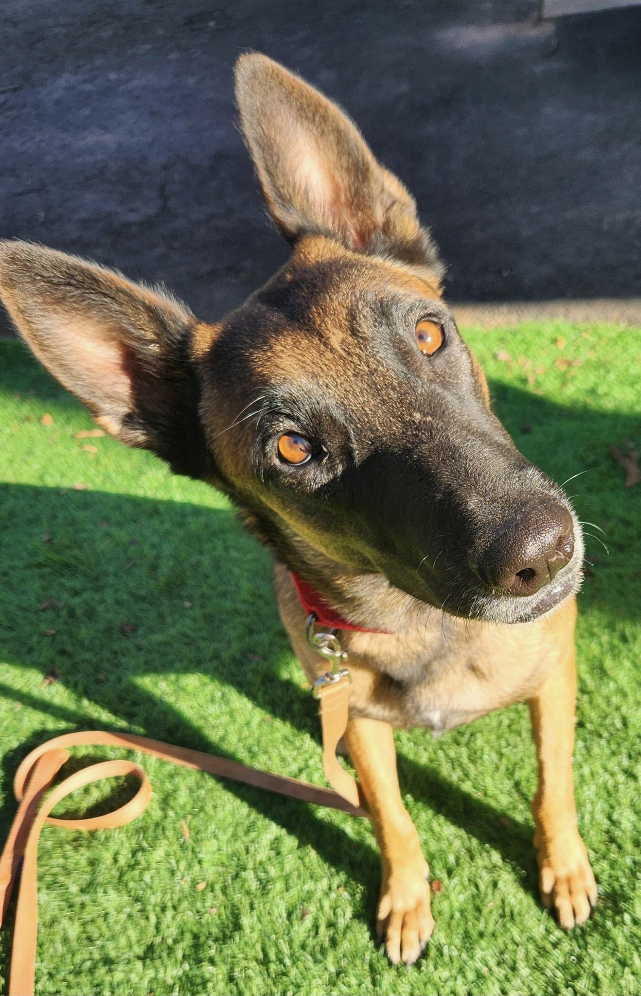 Remington, a ADOPTABLE Belgian Shepherd / Malinois in Pelzer, SC image 4/4