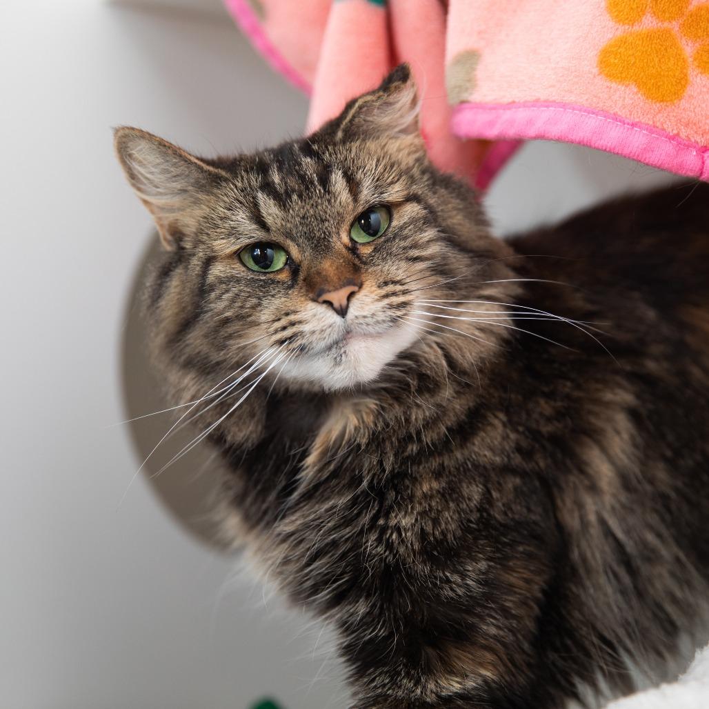 Enlarge Velveteen, a Adoptable Domestic Long Hair in Salt Lake City, UT image 2/2