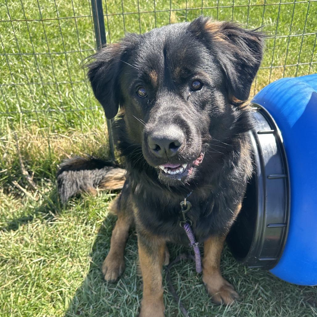 Enlarge Nero, a Adoptable mixed breed in Uniontown, PA image 1/6