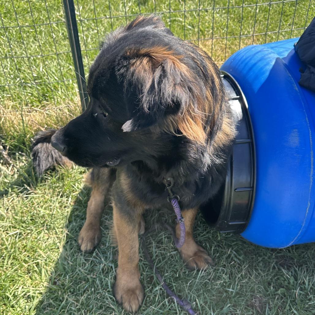 Enlarge Nero, a Adoptable mixed breed in Uniontown, PA image 2/6