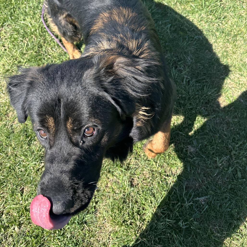 Enlarge Nero, a Adoptable mixed breed in Uniontown, PA image 3/6