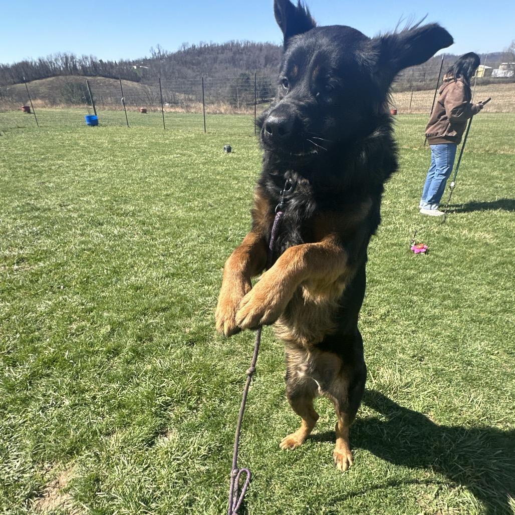 Enlarge Nero, a Adoptable mixed breed in Uniontown, PA image 4/6