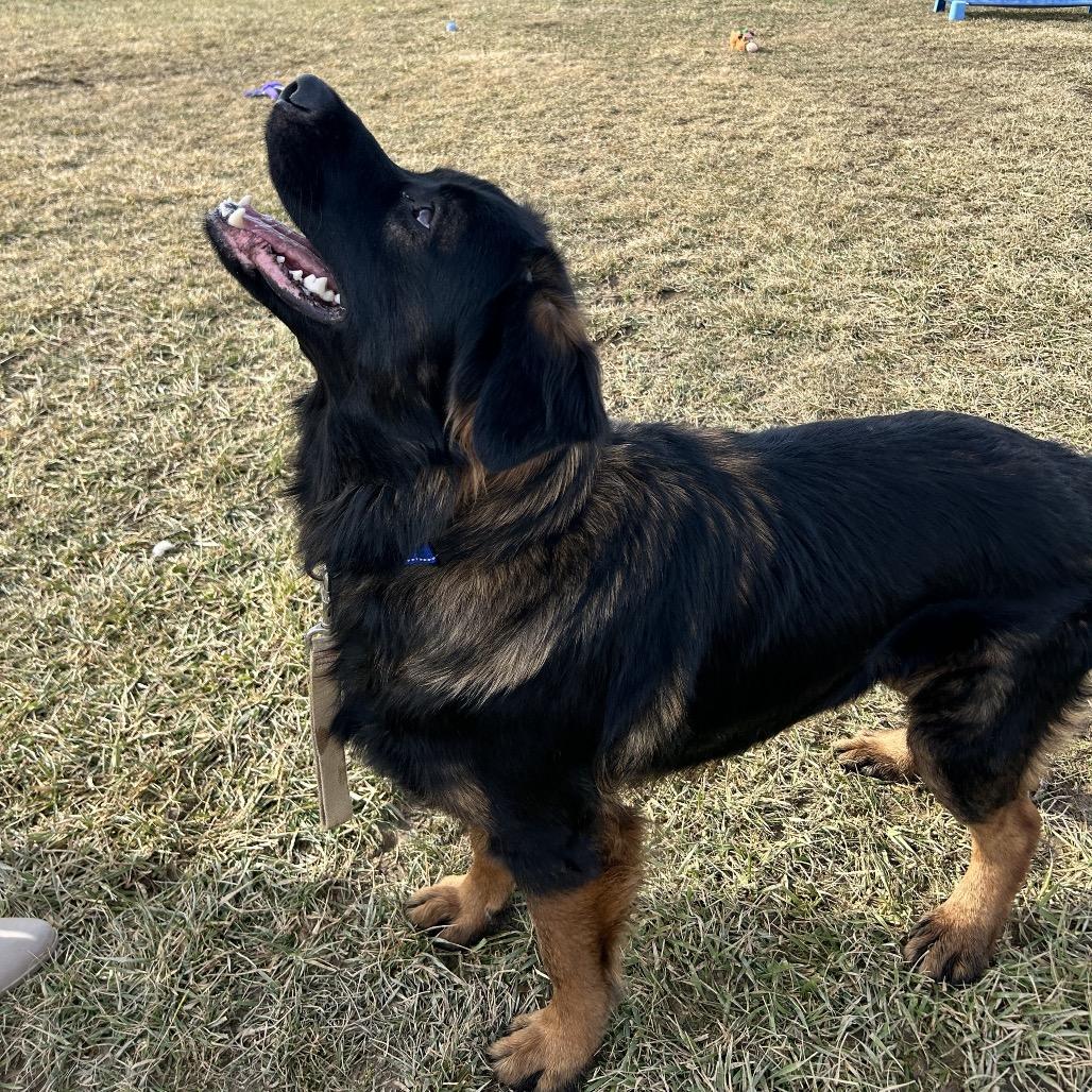 Enlarge Nero, a Adoptable mixed breed in Uniontown, PA image 5/6