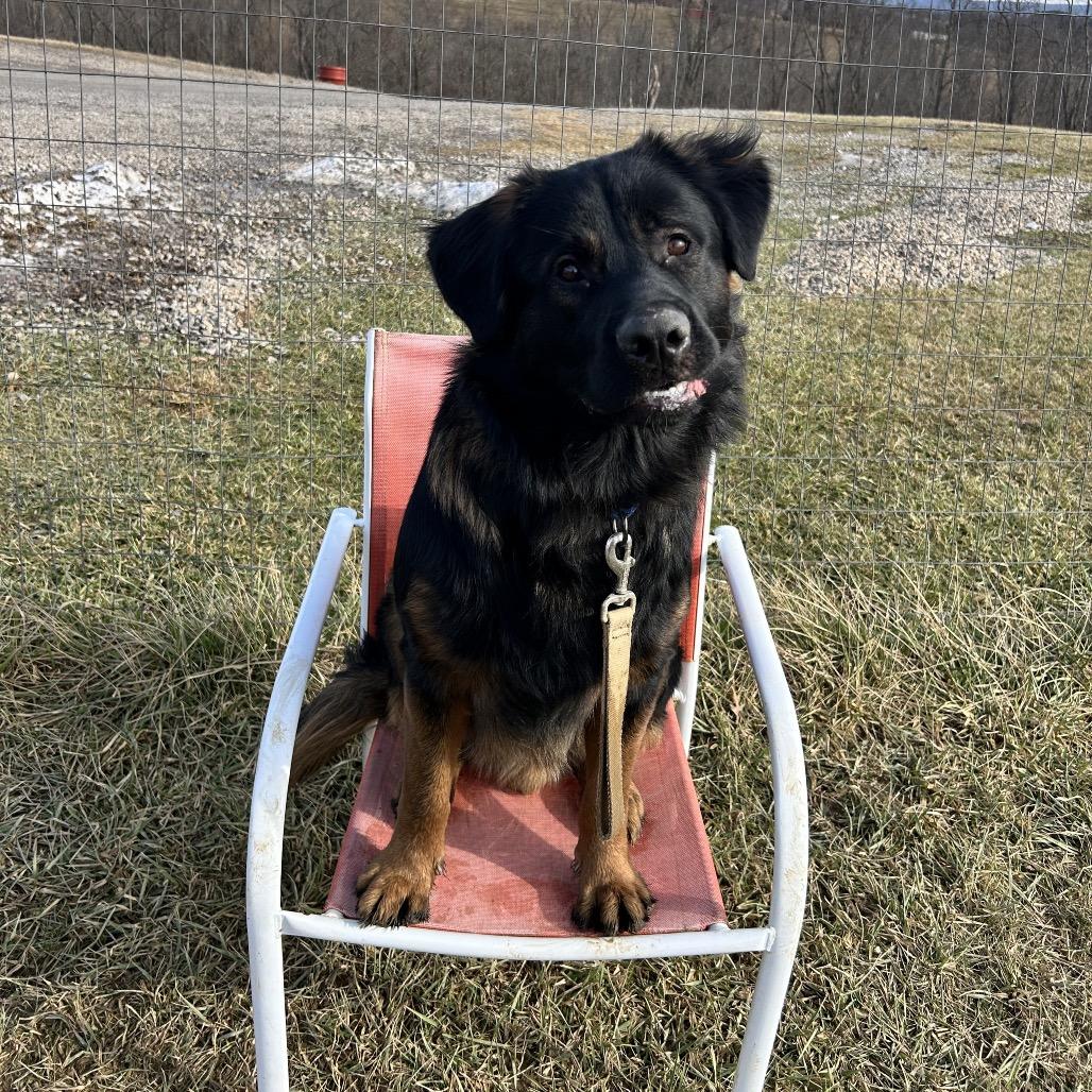 Enlarge Nero, a Adoptable mixed breed in Uniontown, PA image 6/6