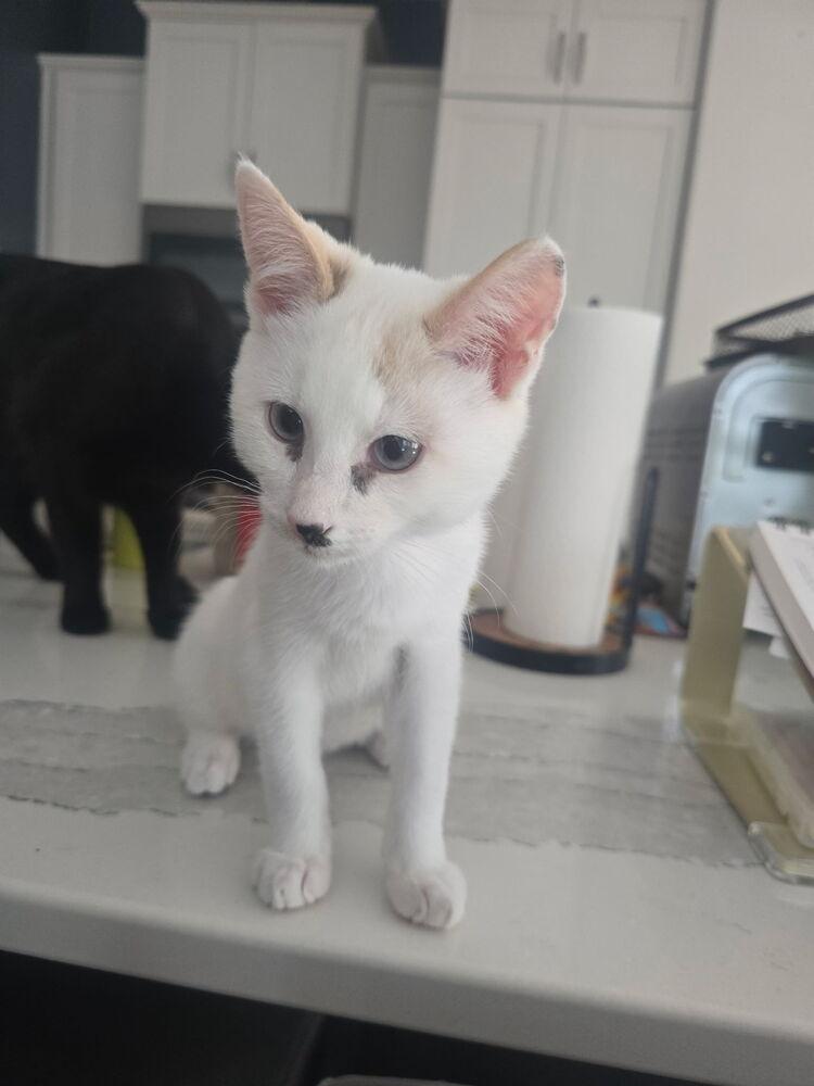 Marita/Blanche, Adoptable, Kitten Female Domestic Short Hair.