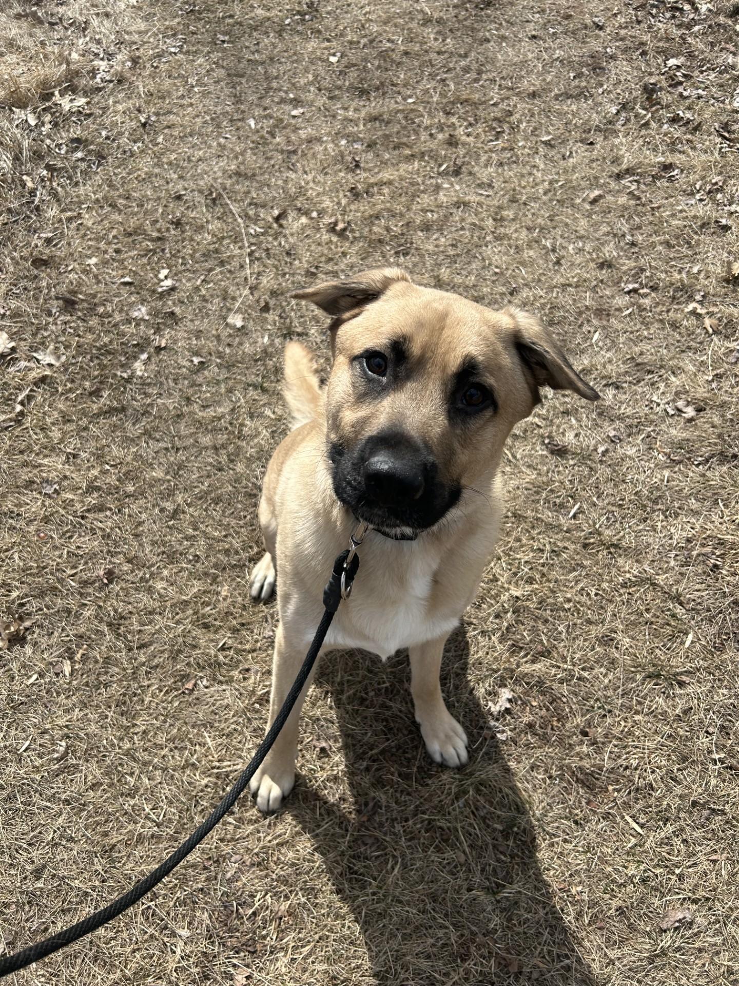 Enlarge Tucker-I25007, a Adoptable mixed breed in Anoka, MN image 1/1