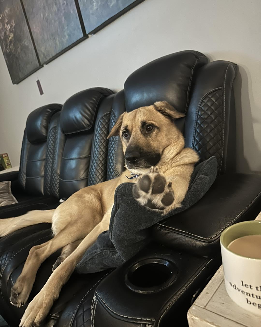 Enlarge Tucker-I25007, a Adoptable mixed breed in Anoka, MN image 1/5