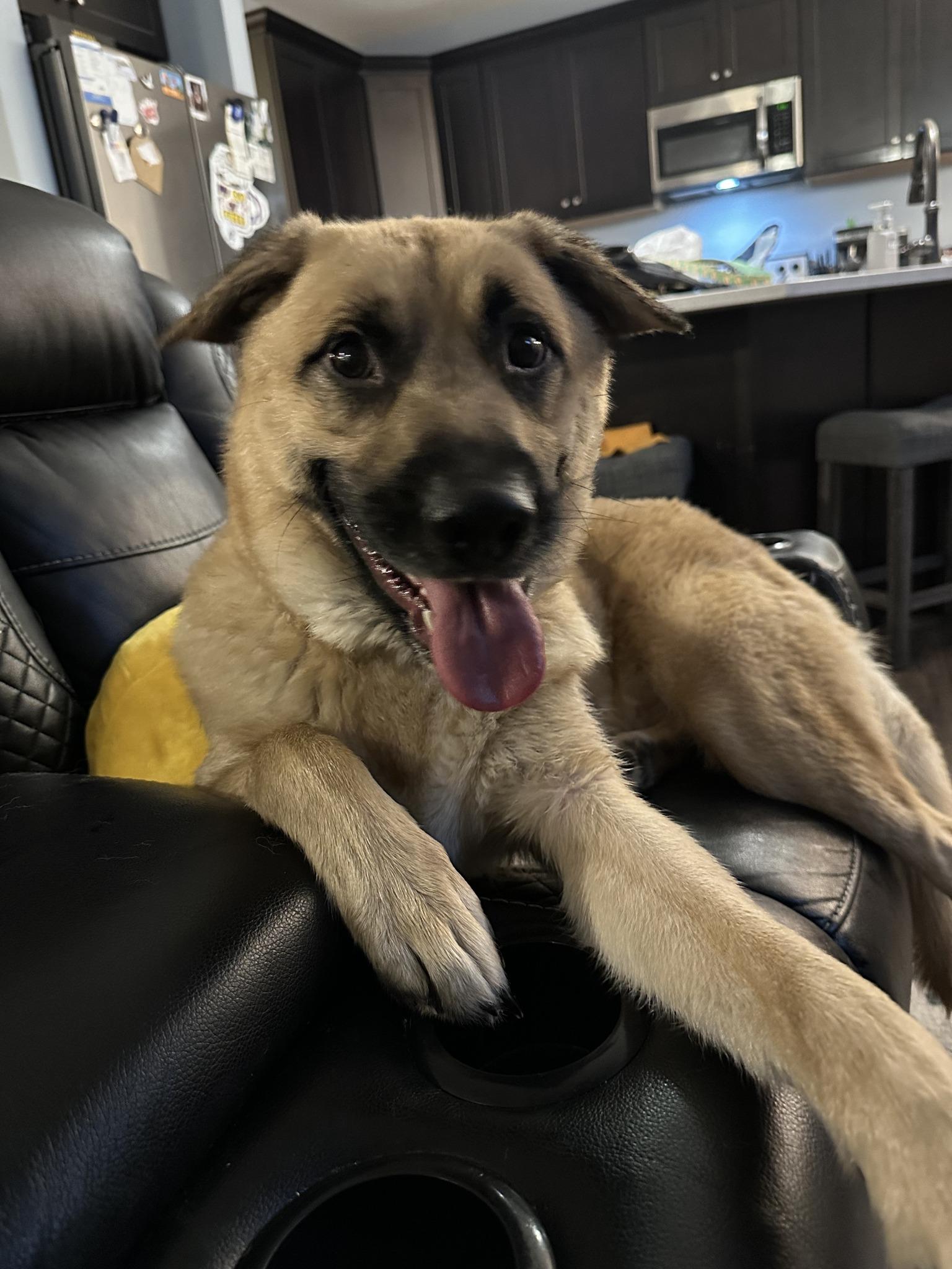 Enlarge Tucker-I25007, a Adoptable mixed breed in Anoka, MN image 3/5