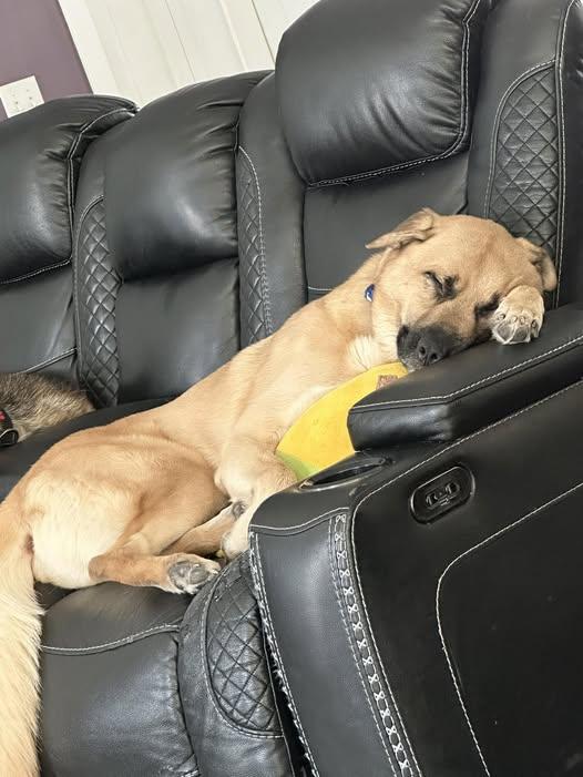 Enlarge Tucker-I25007, a Adoptable mixed breed in Anoka, MN image 2/5