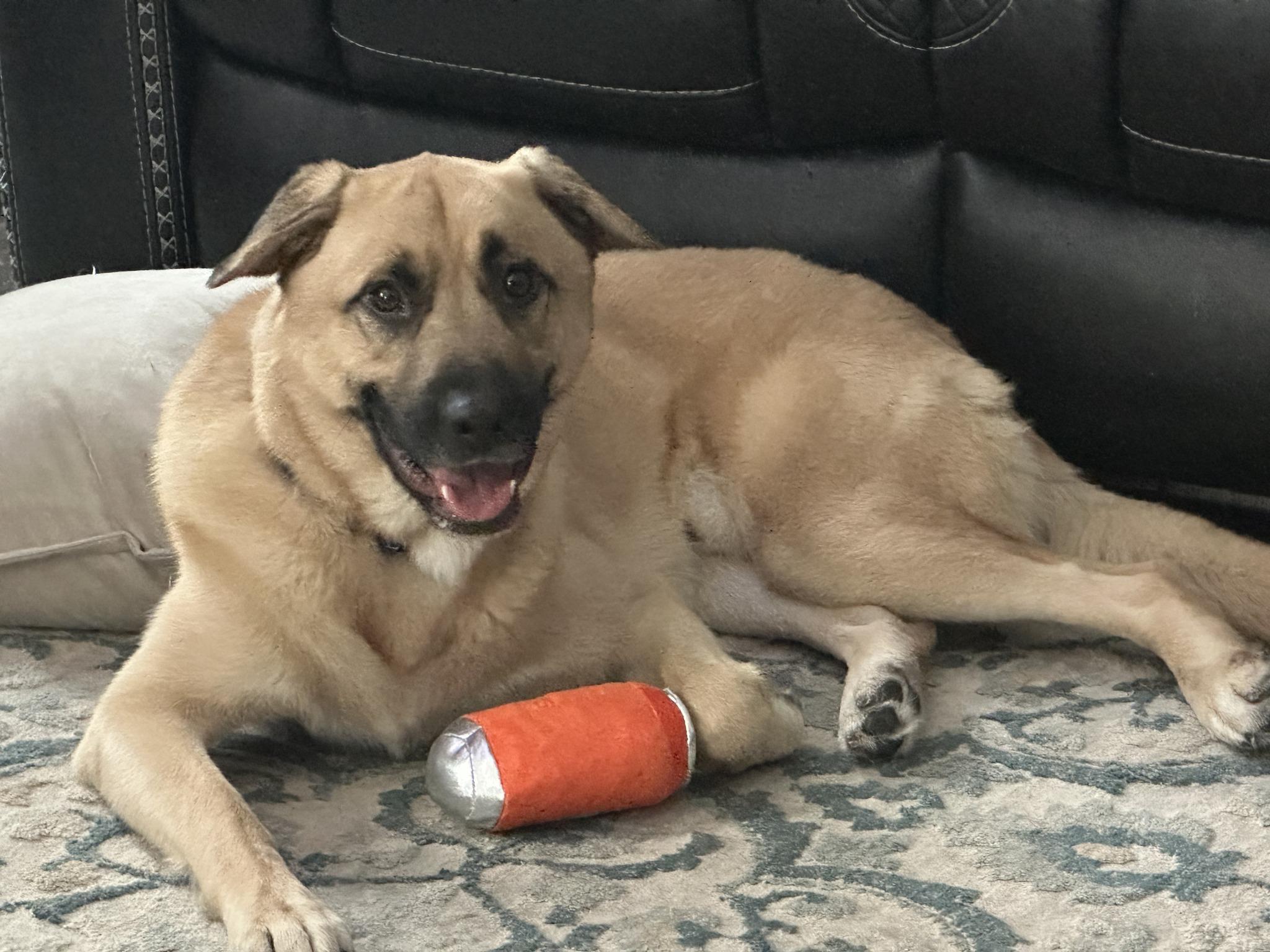 Enlarge Tucker-I25007, a Adoptable mixed breed in Anoka, MN image 4/5