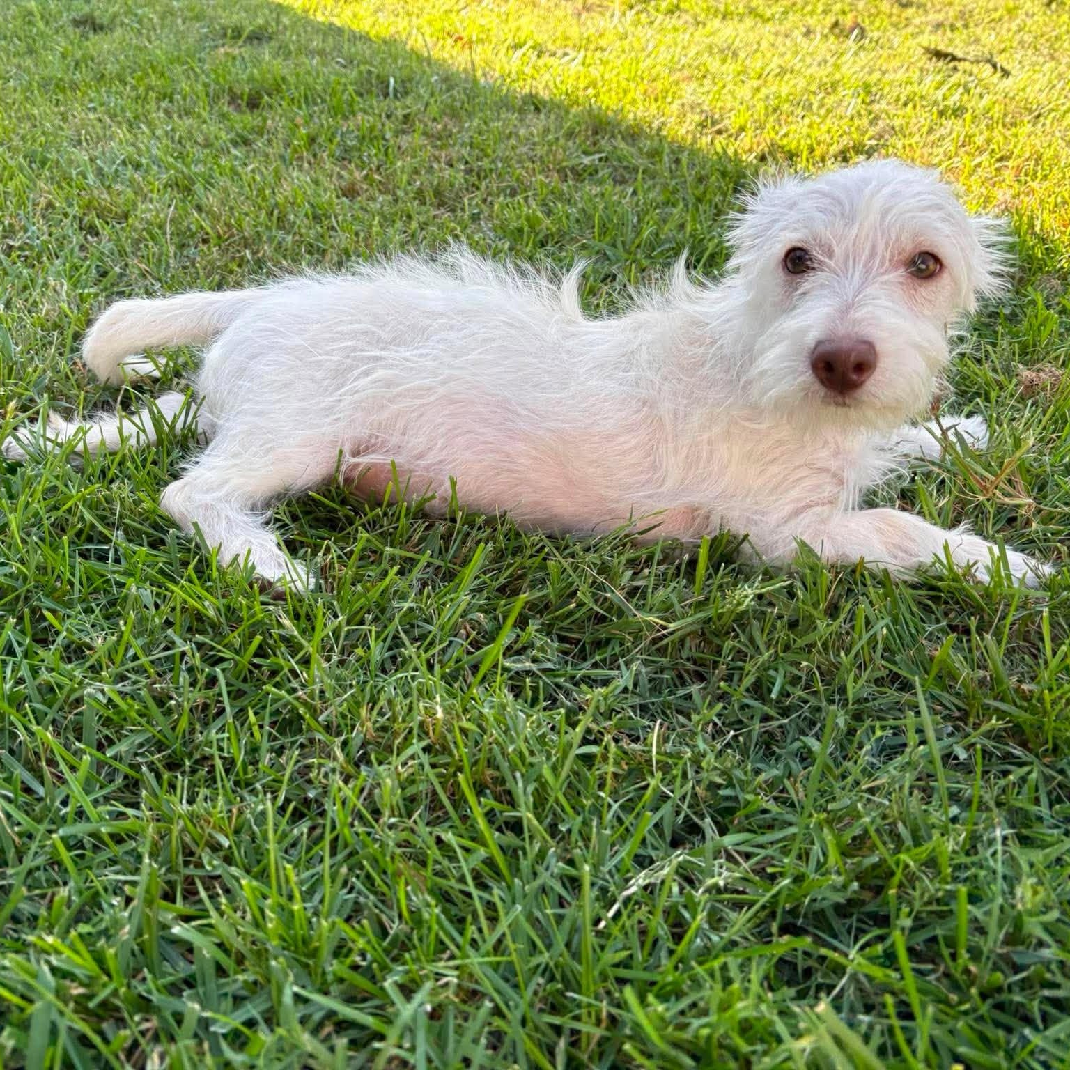 Enlarge Peter Parker, a Adopted mixed breed in Blacksburg, VA image 3/6