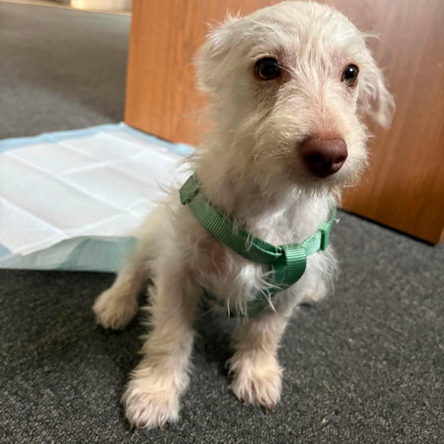 Peter Parker, Adopted, Puppy Male Terrier.