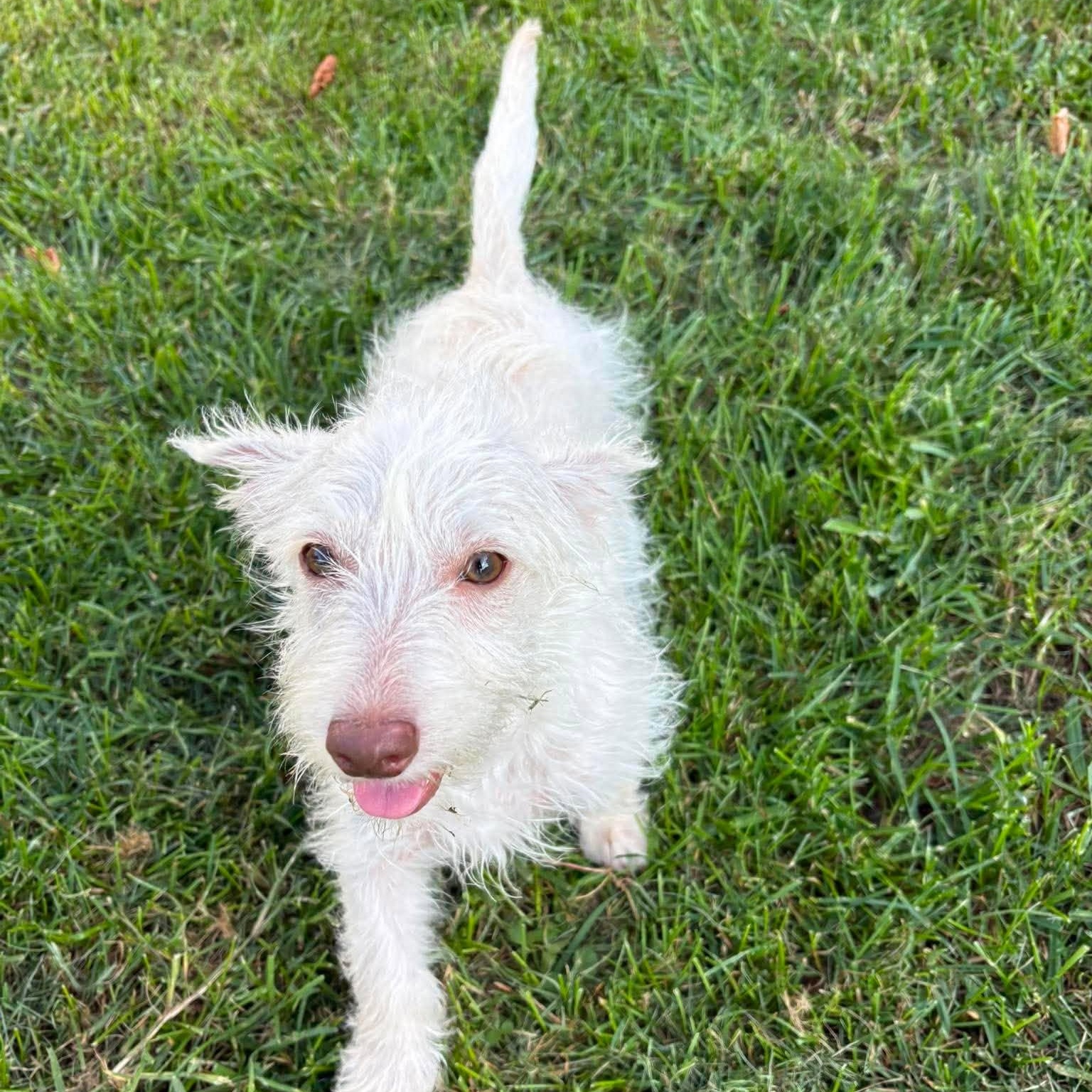 Enlarge Peter Parker, a Adopted mixed breed in Blacksburg, VA image 6/6