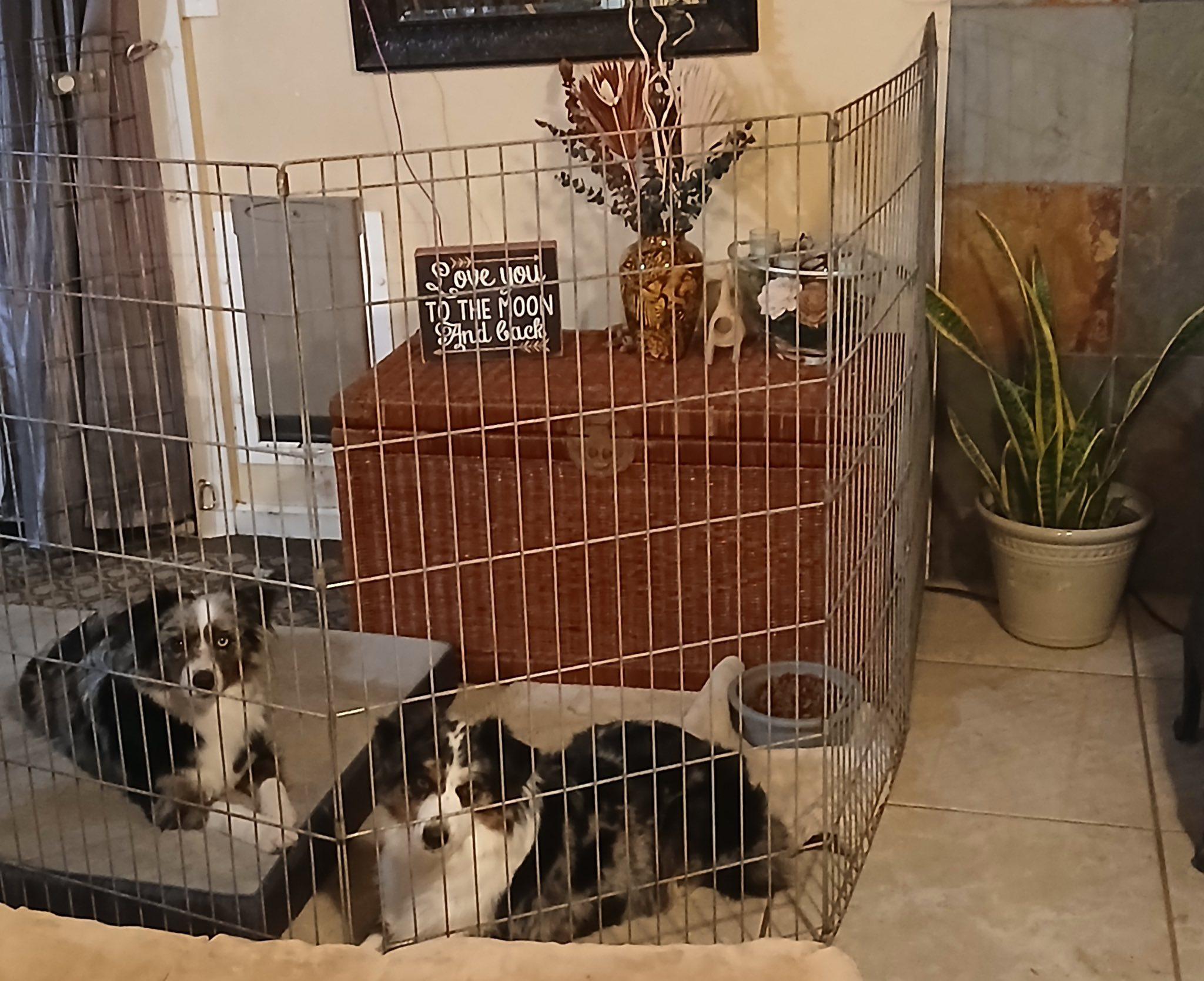 Enlarge Bear, an adopted Australian Shepherd in Tracy, CA image 3/3