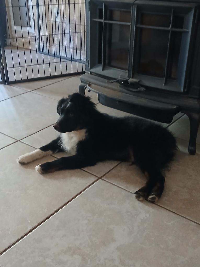 Enlarge Bear, an adopted Australian Shepherd in Tracy, CA image 1/3