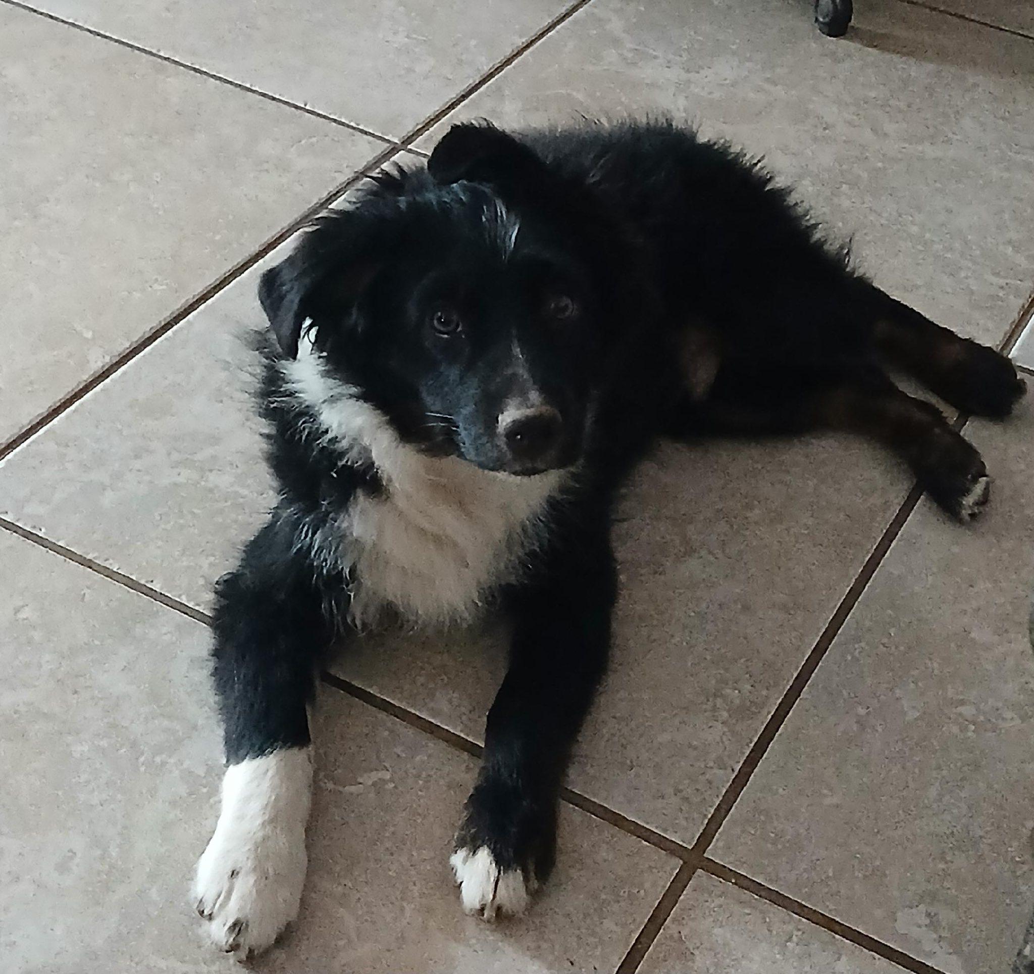 Enlarge Bear, an adopted Australian Shepherd in Tracy, CA image 2/3