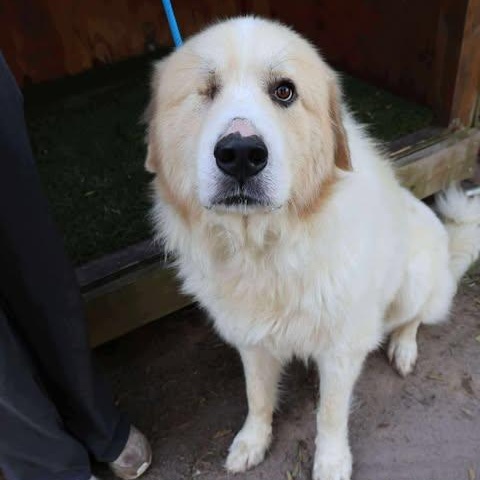 Sven, Adoptable, Senior Male Great Pyrenees.
