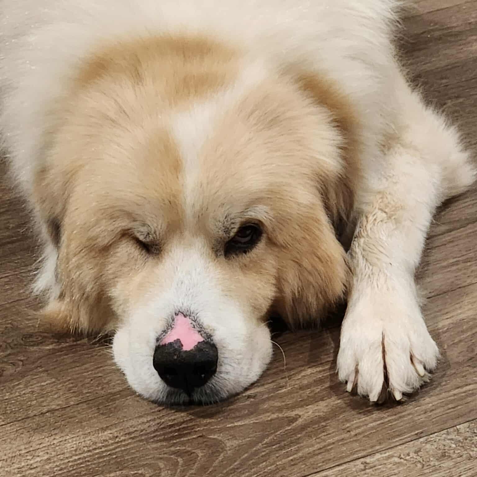 Enlarge Sven, a Adoptable Great Pyrenees in Wando, SC image 2/6
