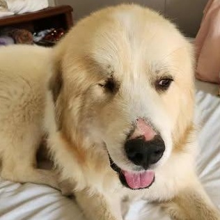 Sven, a Adoptable Great Pyrenees in Wando, SC image 2/6