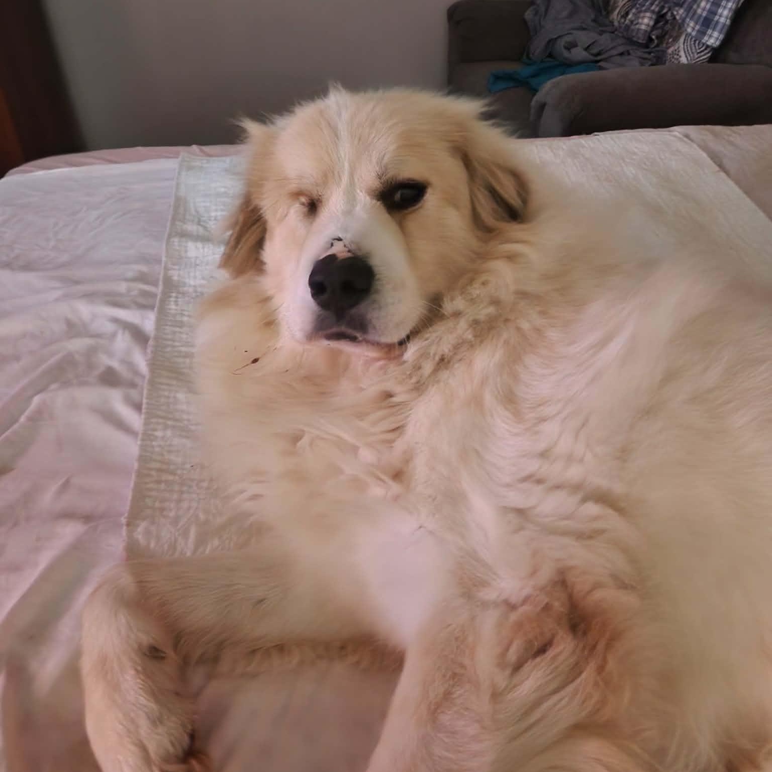 Enlarge Sven, a Adoptable Great Pyrenees in Wando, SC image 6/6