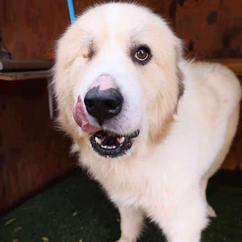 Sven, a Adoptable Great Pyrenees in Wando, SC image 3/6