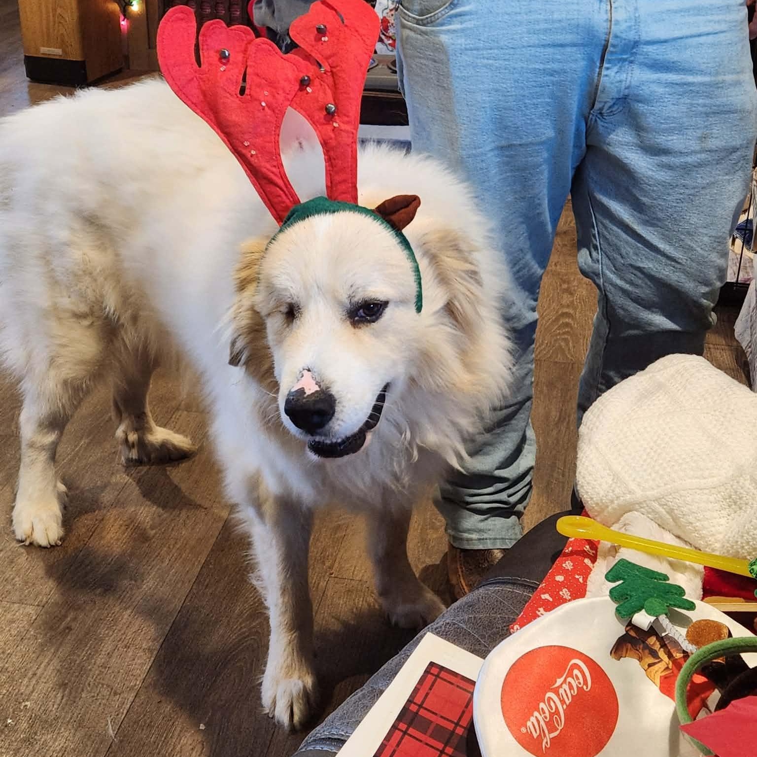 Enlarge Sven, a Adoptable Great Pyrenees in Wando, SC image 1/6