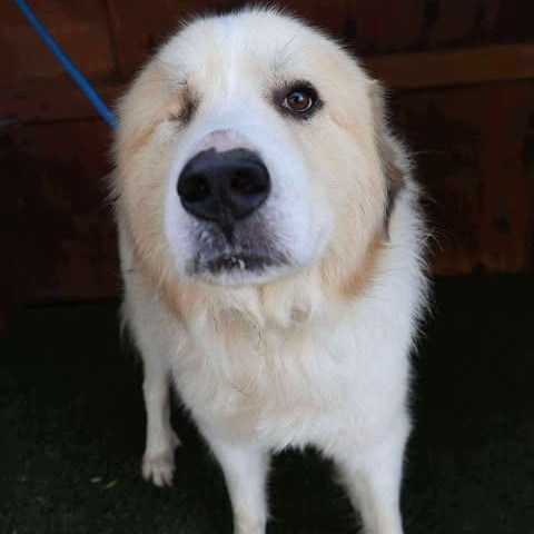 Sven, a Adoptable Great Pyrenees in Wando, SC image 6/6