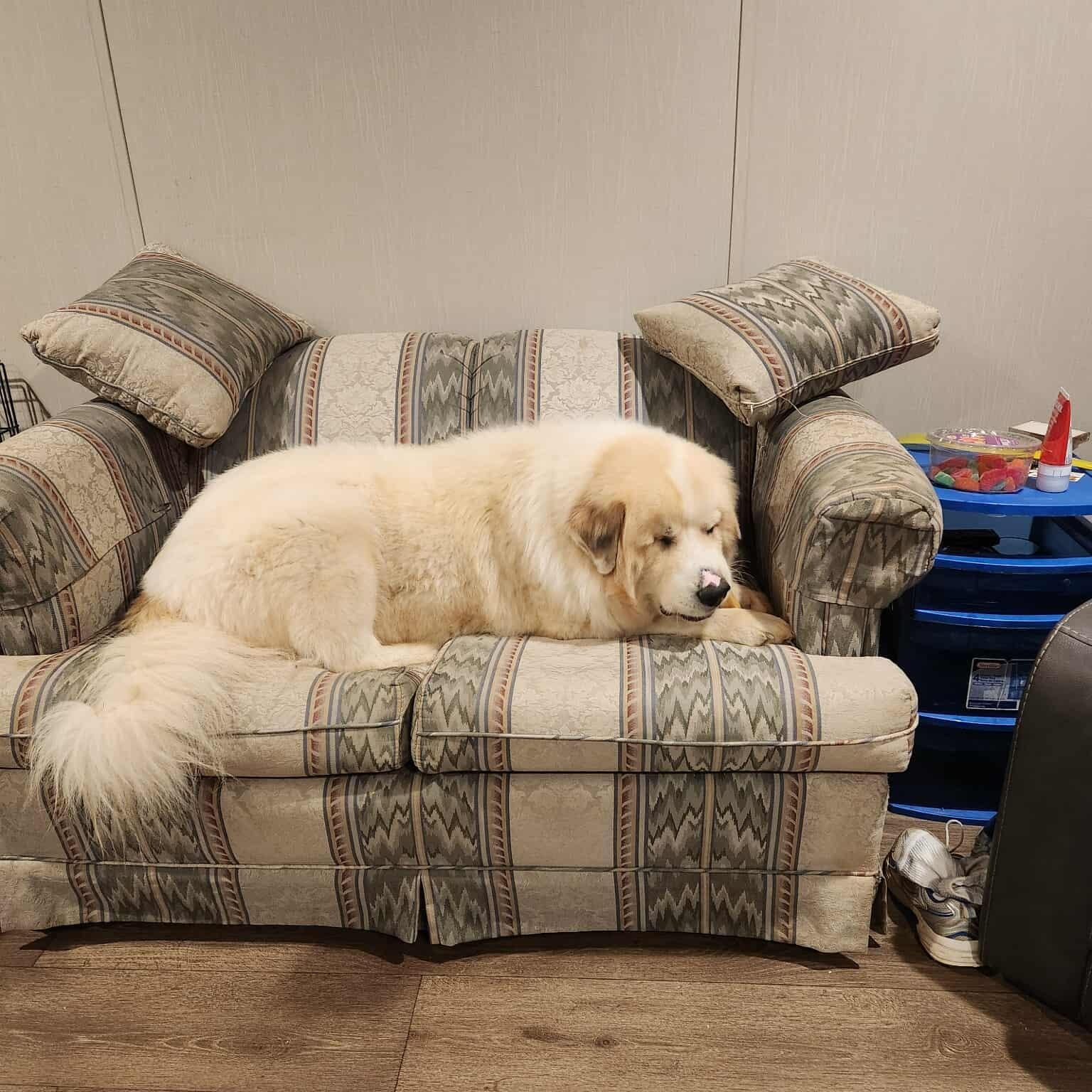 Enlarge Sven, a Adoptable Great Pyrenees in Wando, SC image 4/6