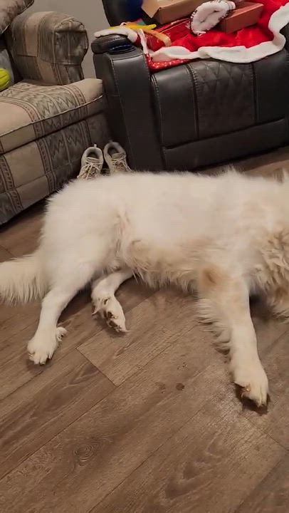 Enlarge Sven, a Adoptable Great Pyrenees in Wando, SC video 5/6