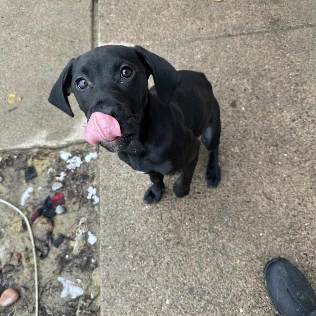 Zoey, an adopted Black Labrador Retriever in Chippewa Falls, WI image 3/3