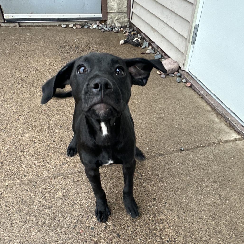 Zoey, an adopted Black Labrador Retriever in Chippewa Falls, WI image 2/3