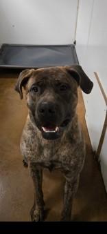 Jango, a ADOPTABLE Bullmastiff in Cranbrook, BC image 3/3