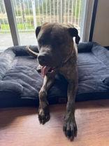 Jango, a ADOPTABLE Bullmastiff in Cranbrook, BC image 1/3