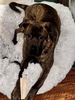 Jango, a ADOPTABLE Bullmastiff in Cranbrook, BC image 2/3