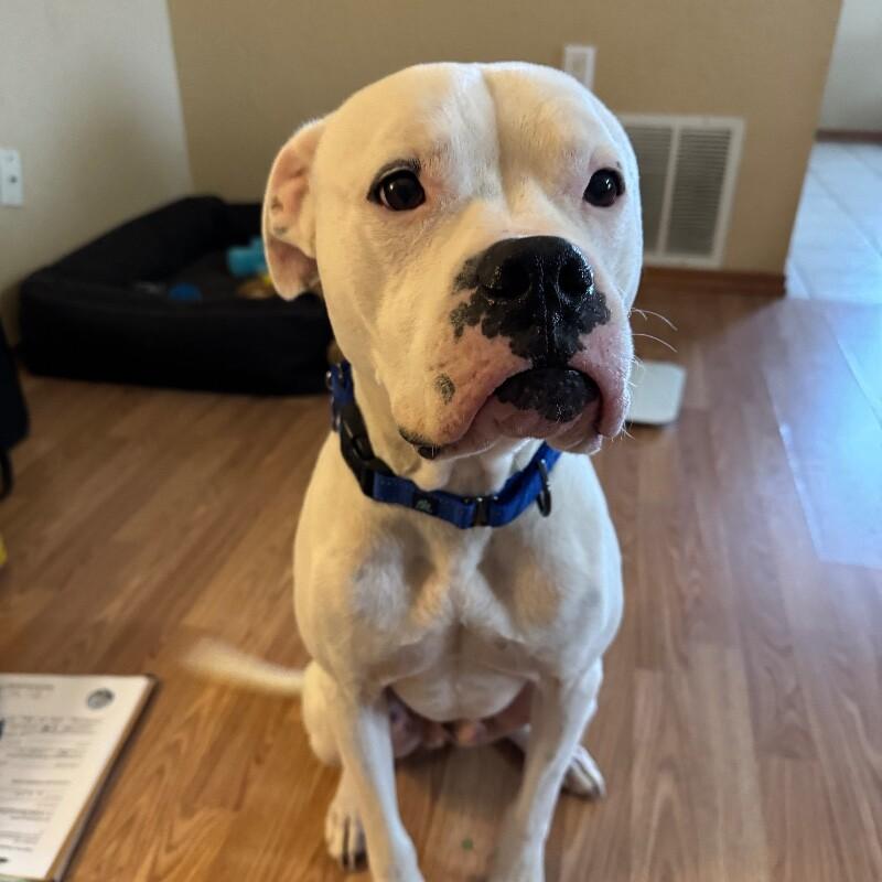 (MARSHMALLOW) ANGEL VALENTINO, a Adoptable mixed breed in lawton, OK image 1/5