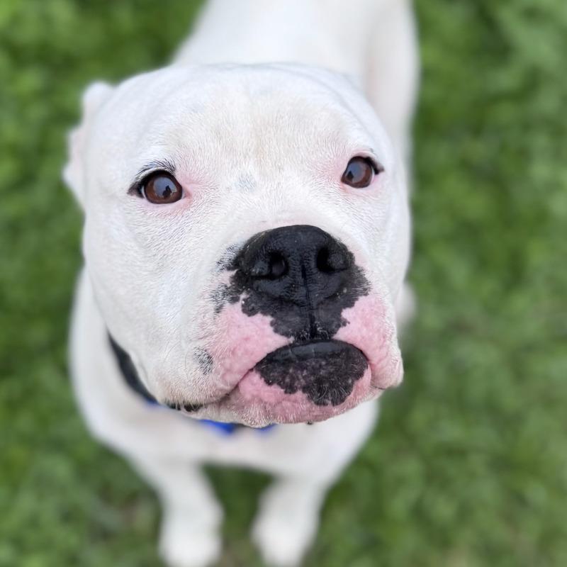 (MARSHMALLOW) ANGEL VALENTINO, a Adoptable mixed breed in lawton, OK image 2/5