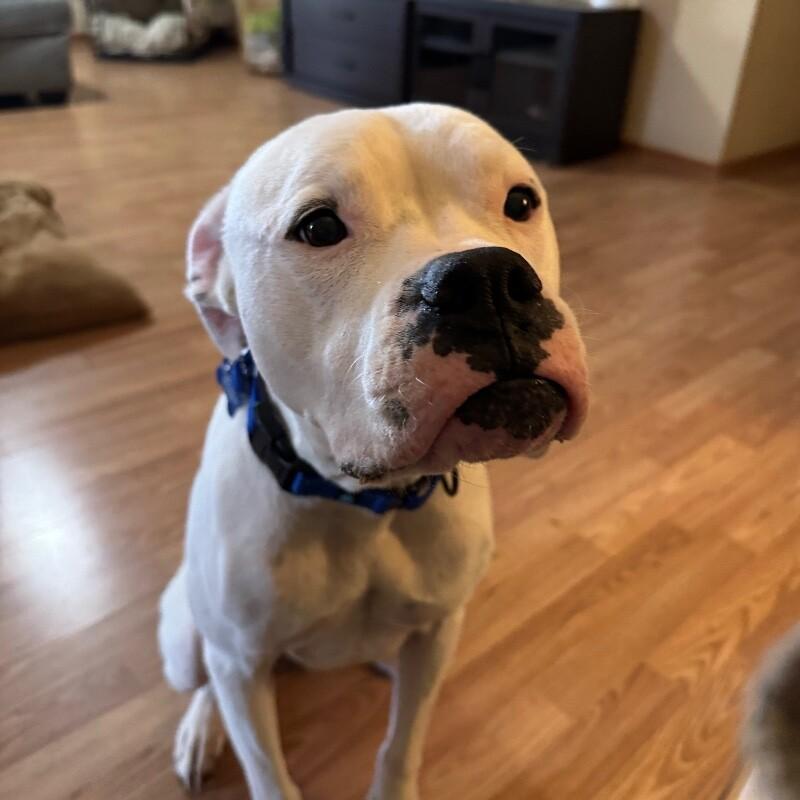 (MARSHMALLOW) ANGEL VALENTINO, a Adoptable mixed breed in lawton, OK image 3/5