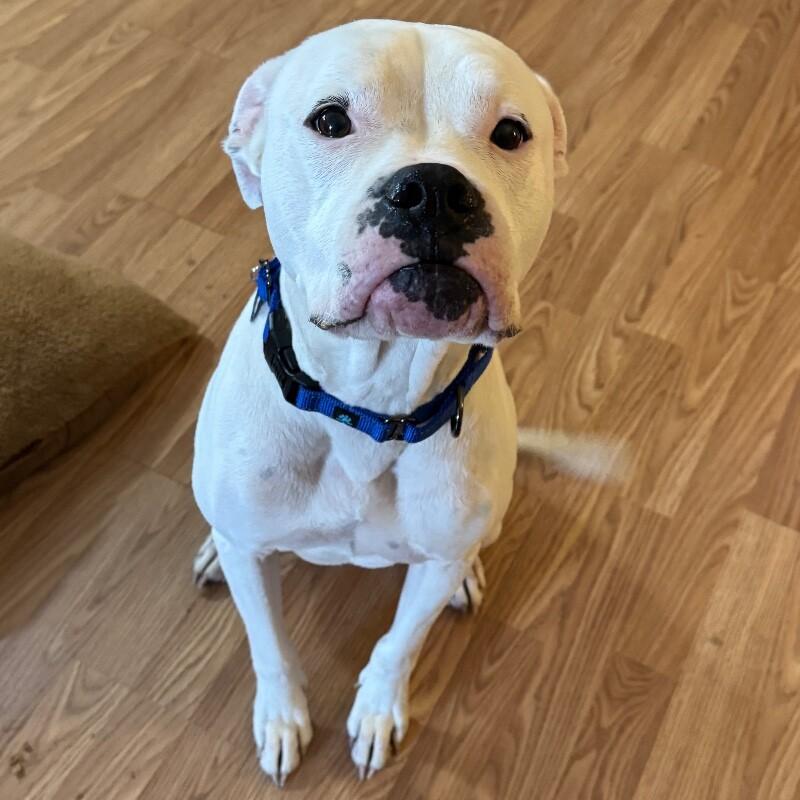 (MARSHMALLOW) ANGEL VALENTINO, a Adoptable mixed breed in lawton, OK image 4/5