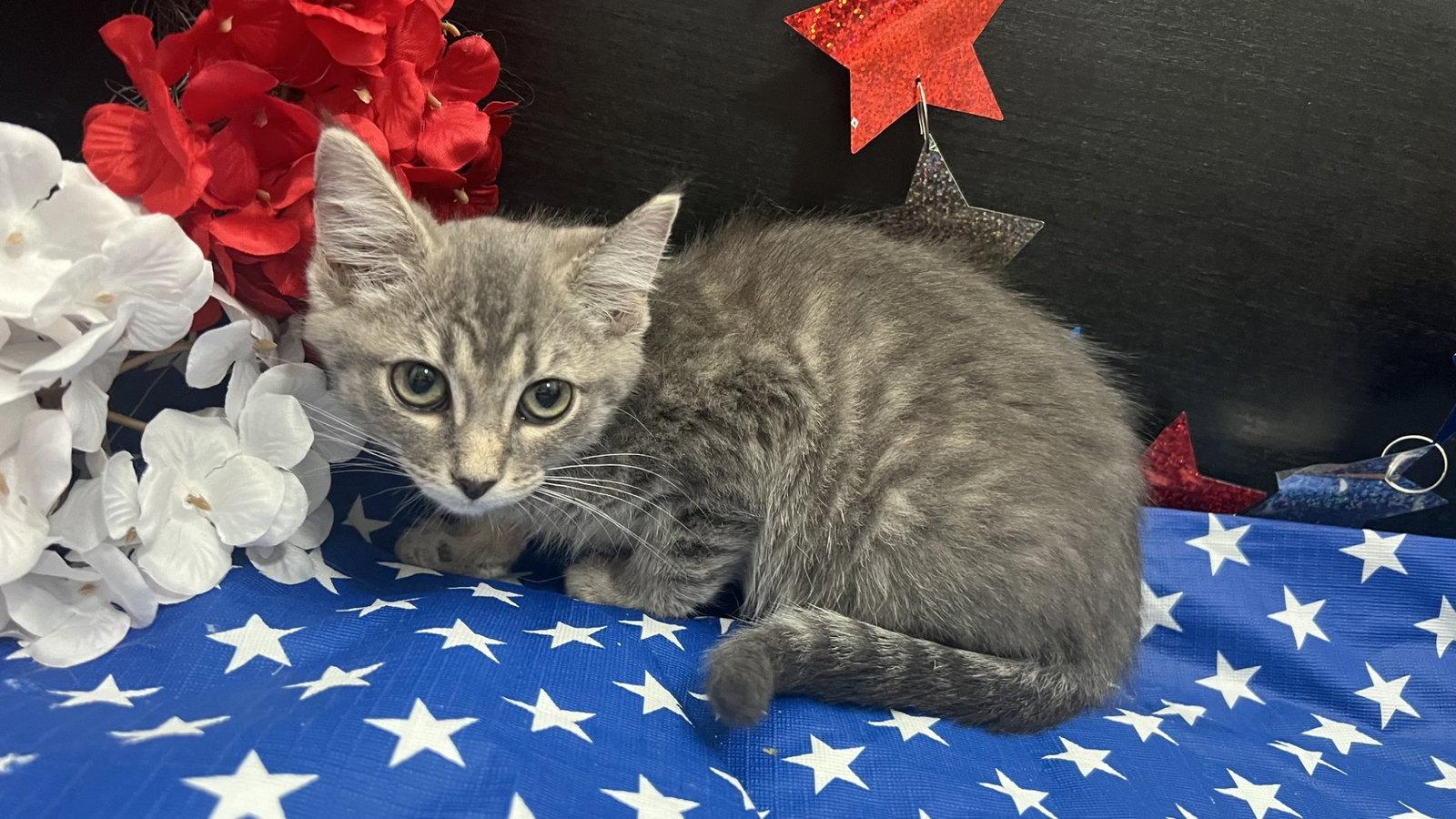 Izzy, Adoptable, Kitten Female Tabby & Domestic Short Hair.
