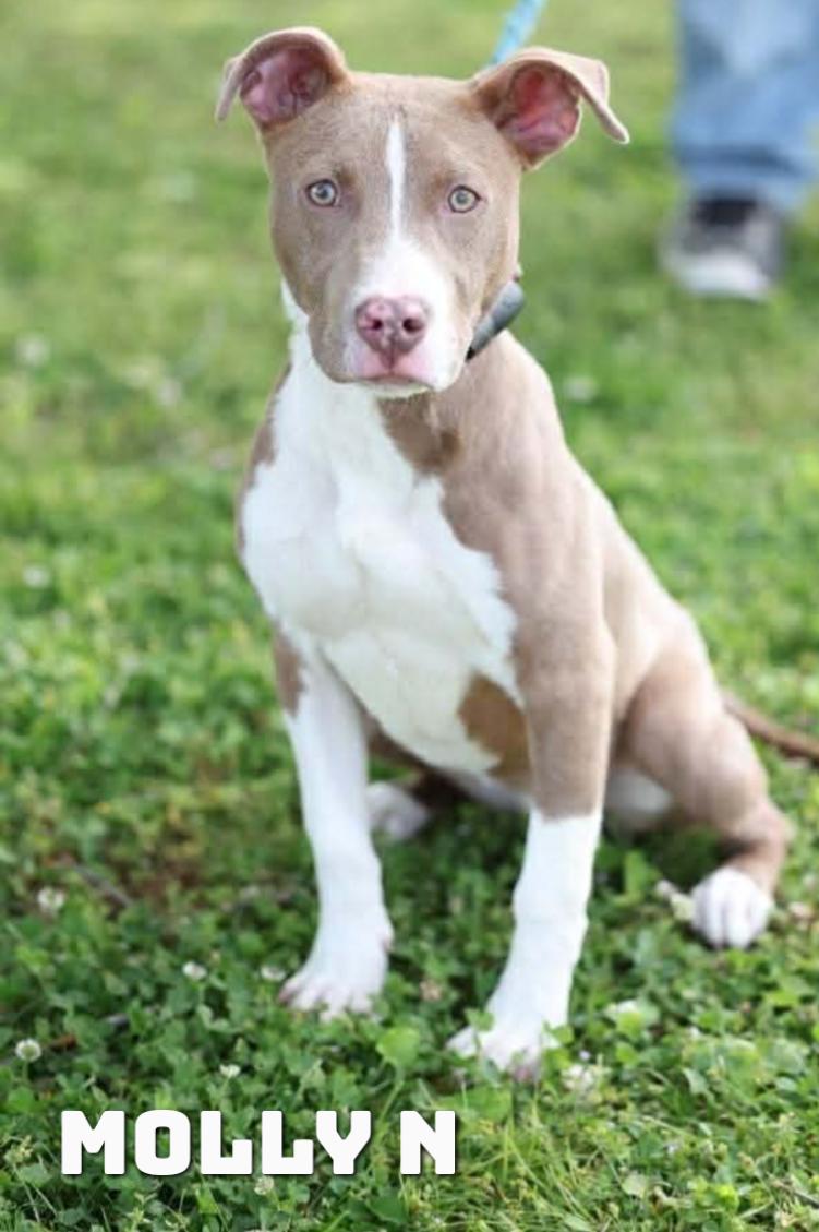 Molly N, Adoptable, Adult Female Mixed Breed.