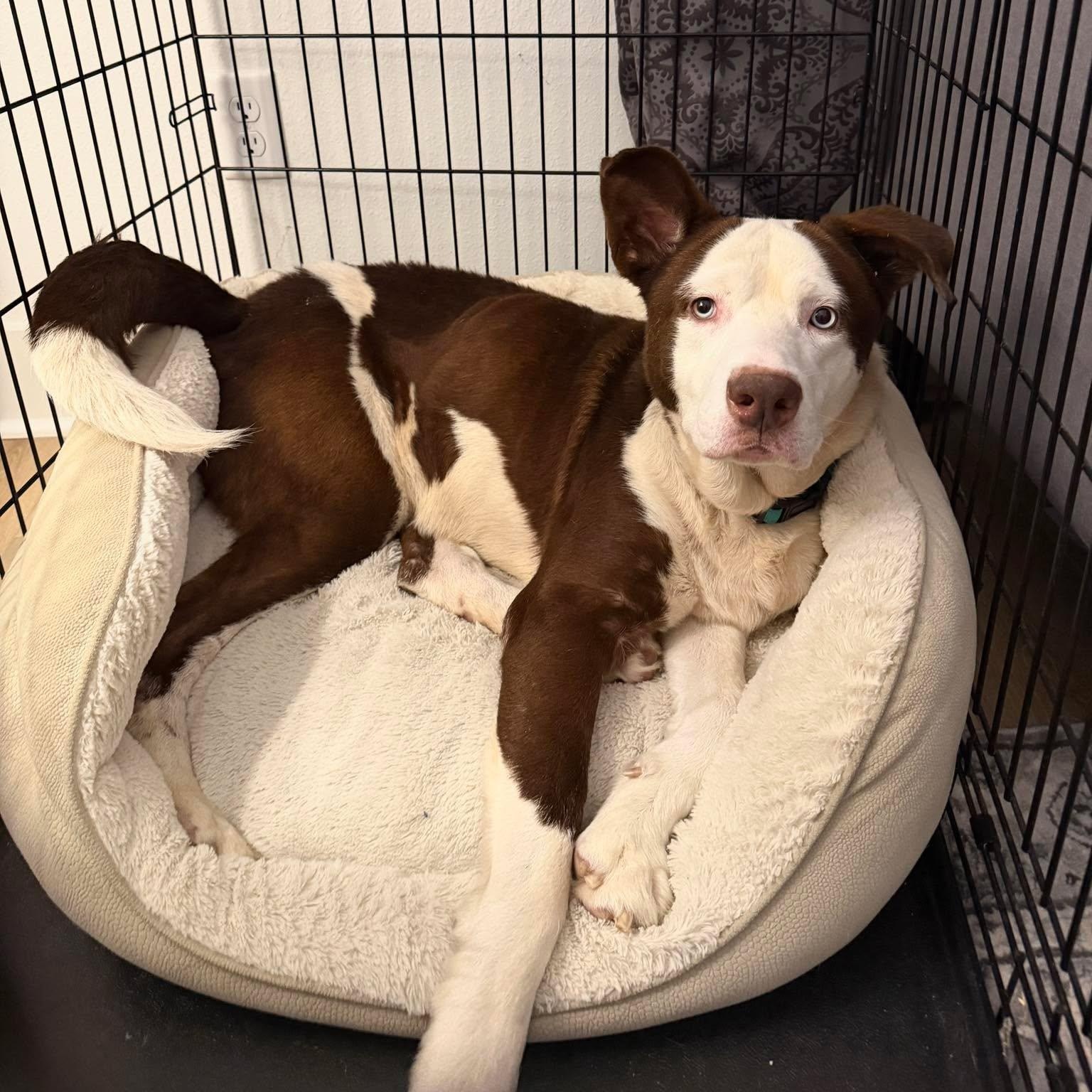 Enlarge Grandpa, a Adoptable mixed breed in Milwaukee, WI image 3/5
