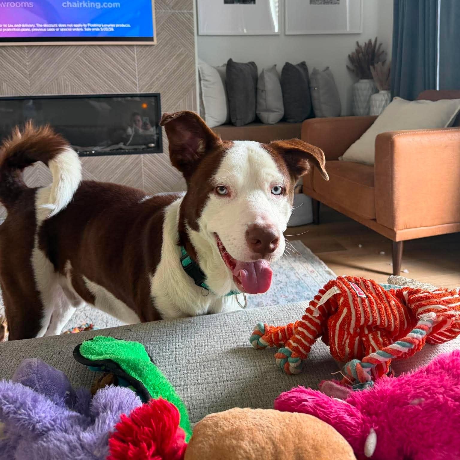 Enlarge Grandpa, a Adoptable mixed breed in Milwaukee, WI image 2/5
