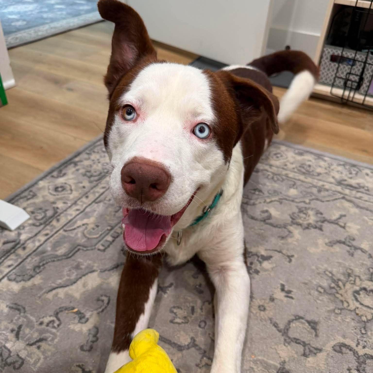 Enlarge Grandpa, a Adoptable mixed breed in Milwaukee, WI image 1/5