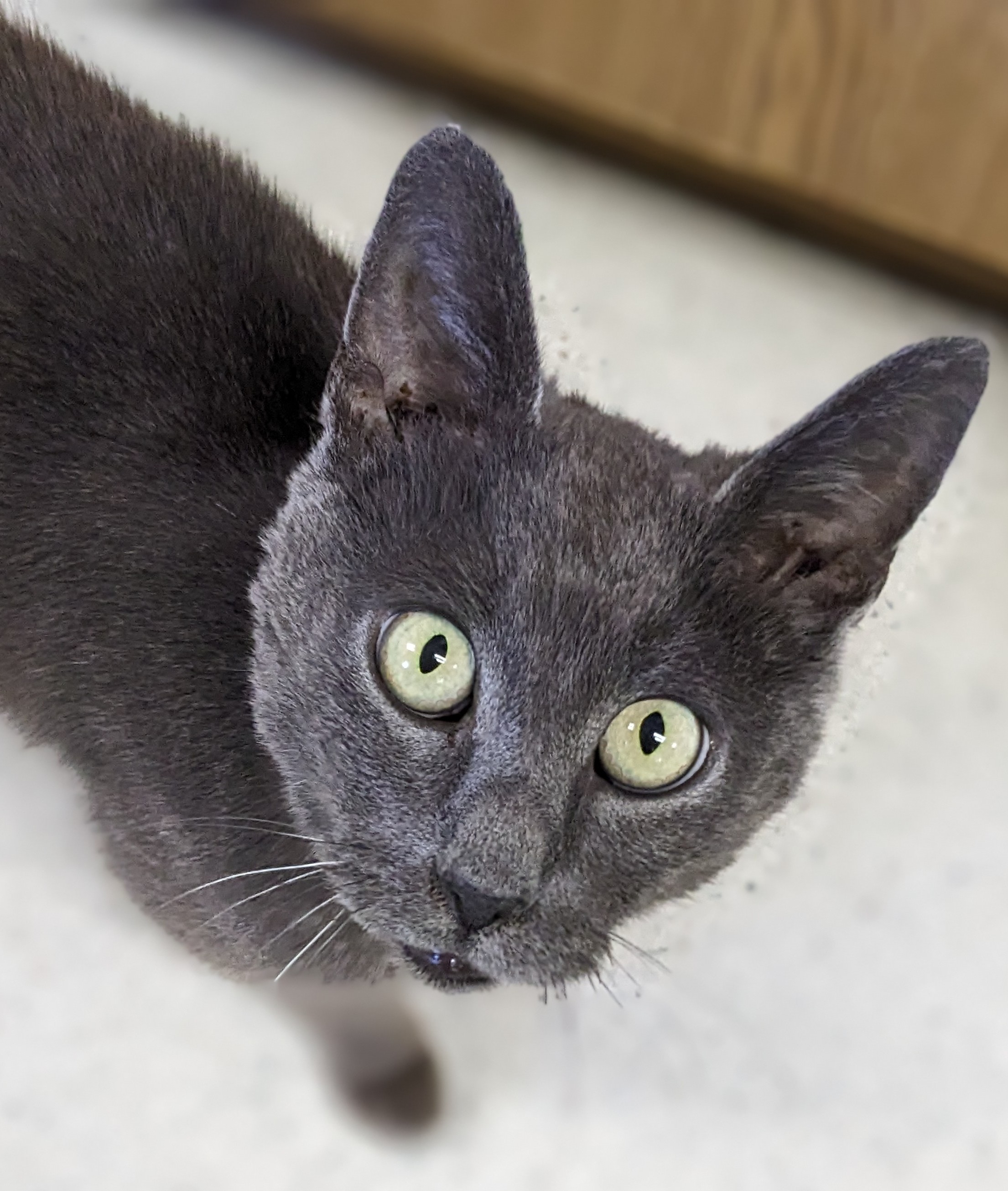 Enlarge Mr. Merle Grey, an adoptable Domestic Short Hair in Medford, OR image 2/4