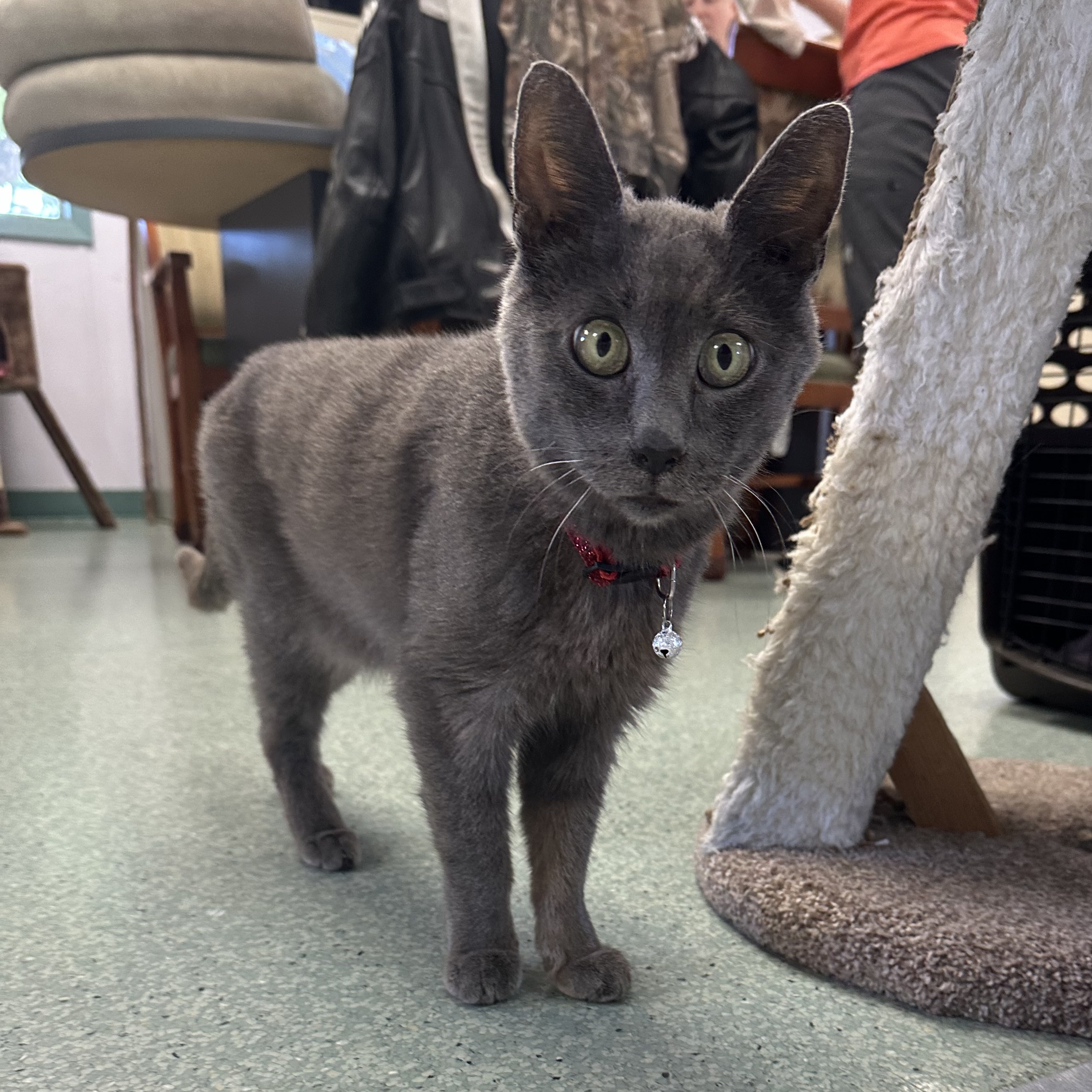 Enlarge Mr. Merle Grey, an adoptable Domestic Short Hair in Medford, OR image 4/4